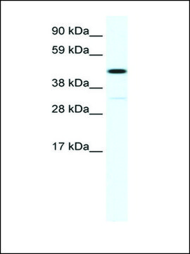 Anti-HOXA3 (AB2) antibody produced in rabbit IgG fraction of antiserum