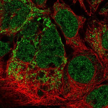 Anti-MRPL2 antibody produced in rabbit Prestige Antibodies&#174; Powered by Atlas Antibodies, affinity isolated antibody