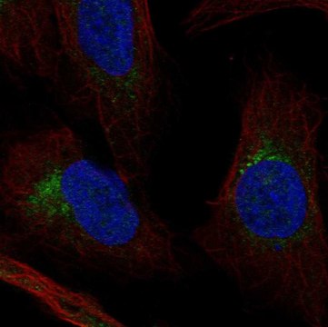 Anti-Fkbp10 Antibody Produced In Rabbit Prestige Antibodies&#174; Powered by Atlas Antibodies, affinity isolated antibody, buffered aqueous glycerol solution