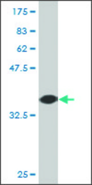 Monoclonal Anti-NRBP2 antibody produced in mouse clone 2D5, purified immunoglobulin, buffered aqueous solution