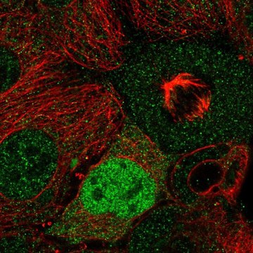 Anti-CCND2 antibody produced in rabbit Prestige Antibodies&#174; Powered by Atlas Antibodies, affinity isolated antibody