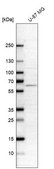 Anti-ASNS antibody produced in rabbit Prestige Antibodies® Powered by Atlas Antibodies, affinity isolated antibody