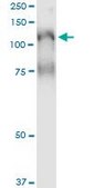 Monoclonal Anti-PLCL2 antibody produced in mouse clone 1C7, purified immunoglobulin, buffered aqueous solution