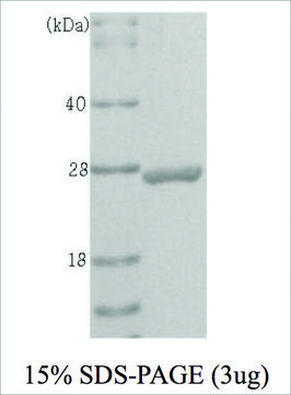 UCHL1 human recombinant, expressed in E. coli, &#8805;95% (SDS-PAGE)