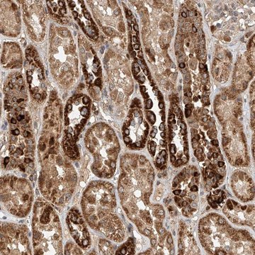 Anti-DCAF11 antibody produced in rabbit Prestige Antibodies&#174; Powered by Atlas Antibodies, affinity isolated antibody, buffered aqueous glycerol solution