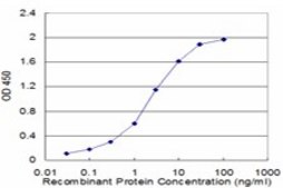 Monoclonal Anti-CRYGD, (C-terminal) antibody produced in mouse clone 2H3, purified immunoglobulin, buffered aqueous solution