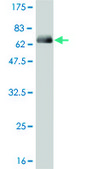 Monoclonal Anti-PITX2 antibody produced in mouse clone 3D2, purified immunoglobulin, buffered aqueous solution
