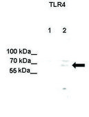 Anti-TLR4 (C-terminal) antibody produced in rabbit affinity isolated antibody