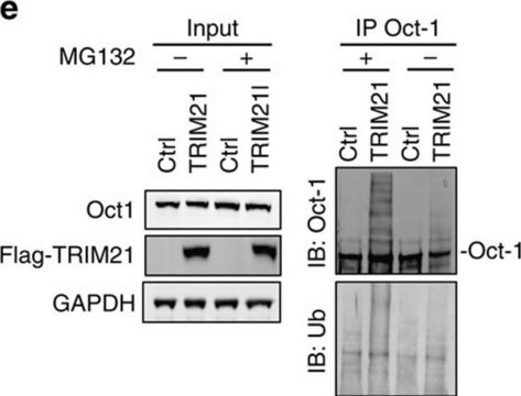 Anti-Ubiquitin Antibody, clone Ubi-1 (aka 042691GS) ascites fluid, clone Ubi-1 (042691GS), Chemicon&#174;