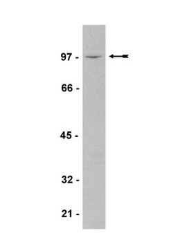 Anti-Vav3 Antibody, human Upstate&#174;, from rabbit