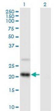 Anti-RAX2 antibody produced in mouse purified immunoglobulin, buffered aqueous solution