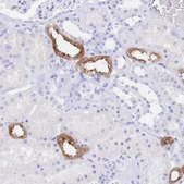 Anti-UMOD antibody produced in rabbit Prestige Antibodies&#174; Powered by Atlas Antibodies, affinity isolated antibody, buffered aqueous glycerol solution