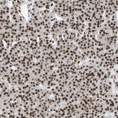 Anti-FAM98B antibody produced in rabbit Prestige Antibodies® Powered by Atlas Antibodies, affinity isolated antibody, buffered aqueous glycerol solution
