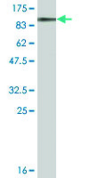 Monoclonal Anti-DDX20 antibody produced in mouse clone 2A12, ascites fluid