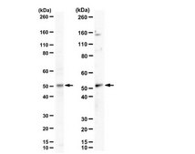 Anti-MLKL from rabbit