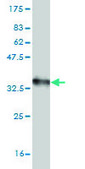 Monoclonal Anti-CXCR4, (N-terminal) antibody produced in mouse clone 2G9, purified immunoglobulin, buffered aqueous solution