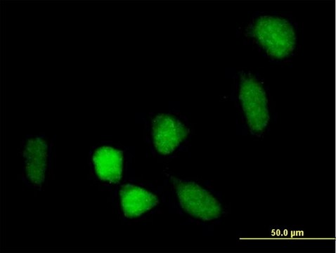 Anti-BCOR antibody produced in mouse IgG fraction of antiserum, buffered aqueous solution