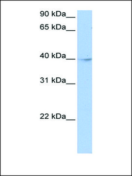 Anti-ZBTB6 (AB3) antibody produced in rabbit affinity isolated antibody