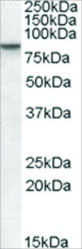 Anti-CLLD8/SETDB2 antibody produced in goat affinity isolated antibody, buffered aqueous solution