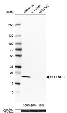 Anti-SELENOS antibody produced in rabbit affinity isolated antibody, buffered aqueous glycerol solution