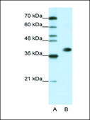 Anti-HNRPA3 antibody produced in rabbit IgG fraction of antiserum
