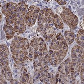 Anti-RIMS2 antibody produced in rabbit Prestige Antibodies® Powered by Atlas Antibodies, affinity isolated antibody
