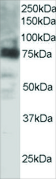 抗 COX2/PTGS2 山羊抗 affinity isolated antibody, buffered aqueous solution