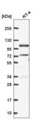 Anti-PPP4R3A antibody produced in rabbit Prestige Antibodies® Powered by Atlas Antibodies, affinity isolated antibody