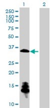 Anti-ChGn antibody produced in mouse purified immunoglobulin, buffered aqueous solution