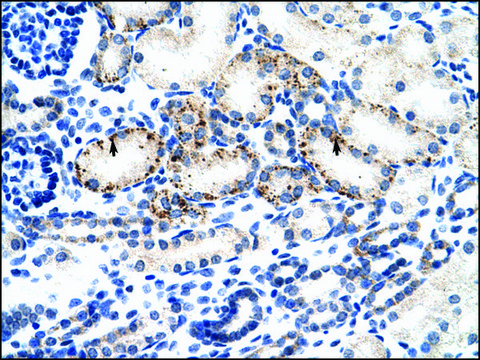 Anti-BMP7 antibody produced in rabbit IgG fraction of antiserum