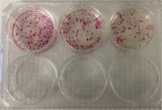 Simplicon&#174; RNA Reprogramming Kit (OKSG)