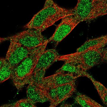 Anti-CNBP antibody produced in rabbit Prestige Antibodies&#174; Powered by Atlas Antibodies, affinity isolated antibody