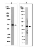 Anti-TBX1 Antibody, clone 7E12.1 culture supernatant, clone 7E12.1, from mouse