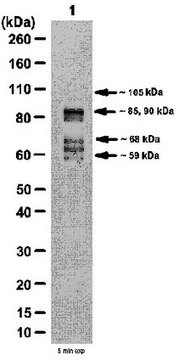 Anti-PDE4D Antibody from rabbit