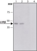 Anti-LXRβ (C-terminal) antibody produced in rabbit IgG fraction of antiserum, buffered aqueous solution