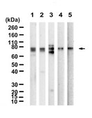 Anti-PALS1 Antibody, clone 3F20 ZooMAb® Rabbit Monoclonal recombinant, expressed in HEK 293 cells