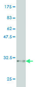 Monoclonal Anti-CDSN antibody produced in mouse clone 6F11, purified immunoglobulin, buffered aqueous solution