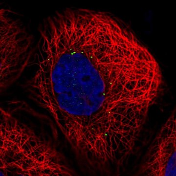 Anti-CTNS antibody produced in rabbit Prestige Antibodies&#174; Powered by Atlas Antibodies, affinity isolated antibody