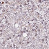 Anti-HNRNPUL1 antibody produced in rabbit Prestige Antibodies® Powered by Atlas Antibodies, affinity isolated antibody, buffered aqueous glycerol solution