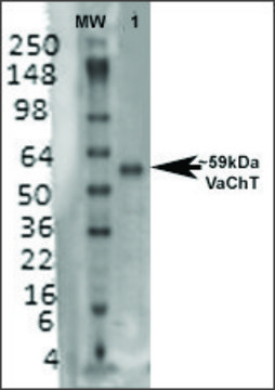 Monoclonal Anti-Vacht - Atto 390 antibody produced in mouse clone S6-38, purified immunoglobulin