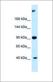 Anti-MPDZ antibody produced in rabbit affinity isolated antibody