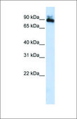 Anti-SP4 antibody produced in rabbit affinity isolated antibody