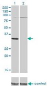 Monoclonal Anti-PRPS2 antibody produced in mouse clone 4C1, purified immunoglobulin, buffered aqueous solution
