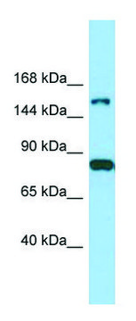 Anti-IQSEC2 antibody produced in rabbit affinity isolated antibody