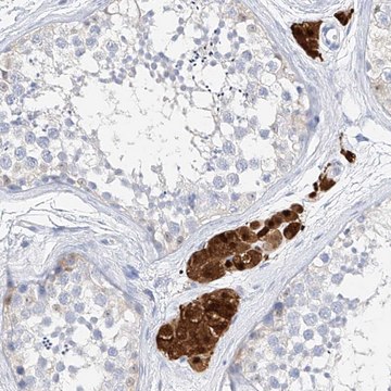 Anti-ZZEF1 antibody produced in rabbit Prestige Antibodies&#174; Powered by Atlas Antibodies, affinity isolated antibody, buffered aqueous glycerol solution, ab1