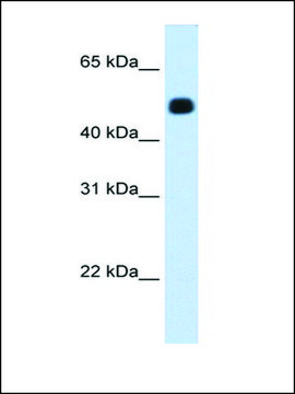 Anti-HMGCS2 (AB2) antibody produced in rabbit IgG fraction of antiserum