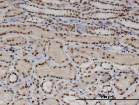 Monoclonal Anti-WTAP, (C-terminal) antibody produced in mouse clone 1B11, purified immunoglobulin, buffered aqueous solution