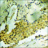 Anti-phospho-ATF4 (pSer245) antibody produced in rabbit affinity isolated antibody