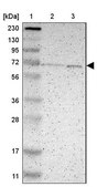 Anti-P4HTM antibody produced in rabbit Prestige Antibodies® Powered by Atlas Antibodies, affinity isolated antibody, buffered aqueous glycerol solution
