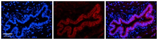 Anti-TMEM135 affinity isolated antibody